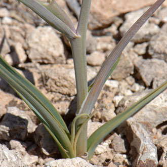 Calochortus nuttallii, Sego Lily